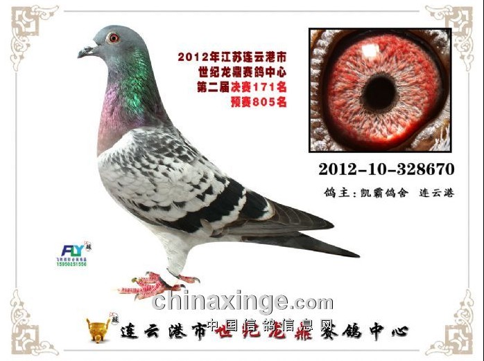我的赛鸽舍-凯霸金鸽-中国信鸽信息网 www.chinaxinge