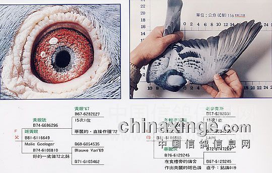 詹森鸽眼图片剖析-韩山部落-中国信鸽信息网各地鸽舍