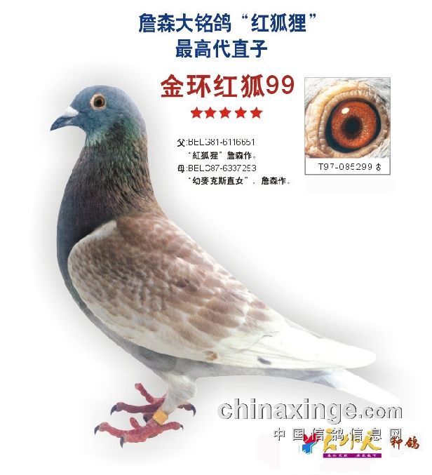 鸽子鸽鸟类动物图示鸟教学616_677ft蝙蝠魔腿转不动图片