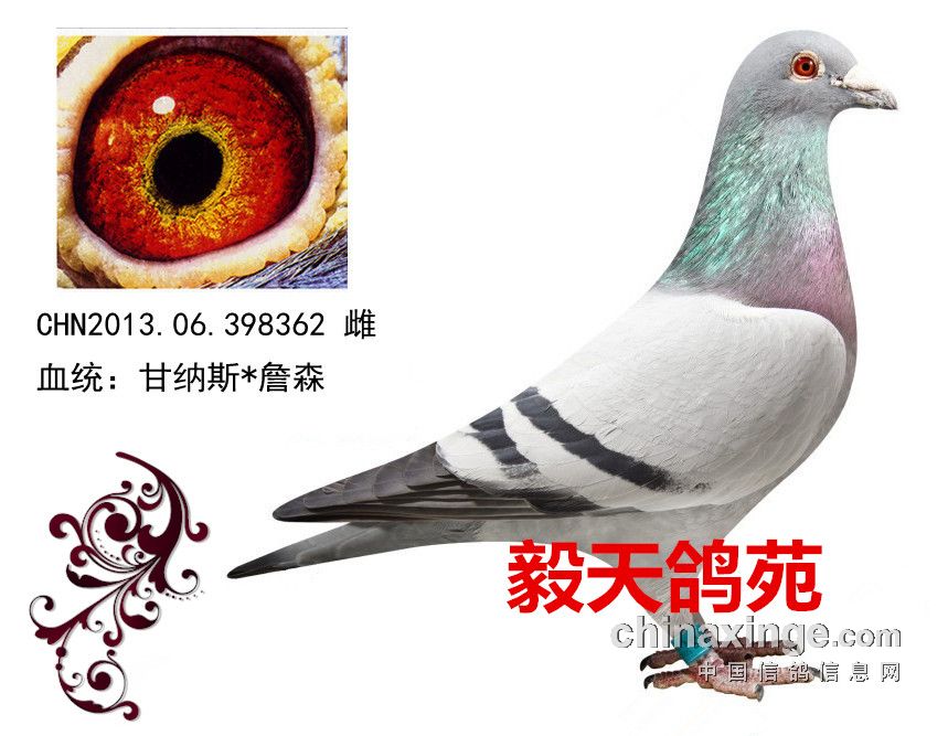 足环网2015_信鸽足环_鸽子脚环号查询系统_赛