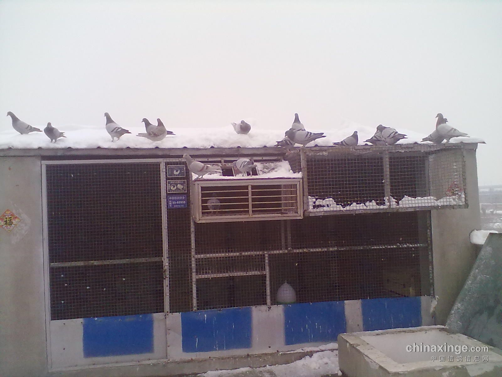 第二天的雪,赛鸽家飞及晚生鸽开家(图)