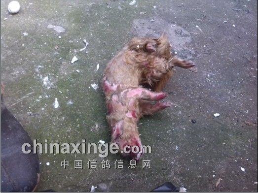 怎么抓黄鼠狼的方法 20140312211149270.jpg