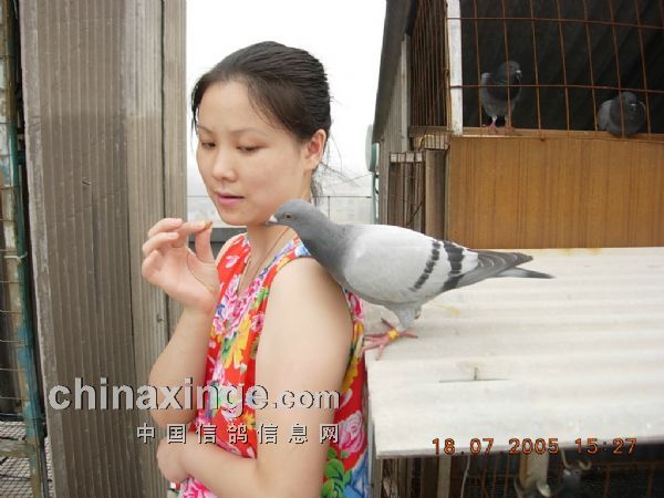 <em>养</em>鸽。谁说<em>女人</em>不如男,看看<em>下面</em>这几位美女刚