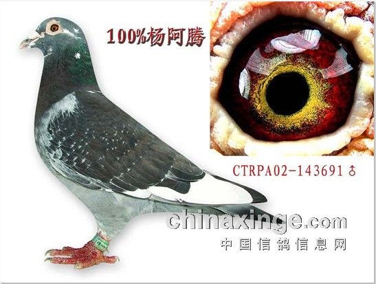 杨阿腾信鸽-中国信鸽信息网 www.chinaxinge.com