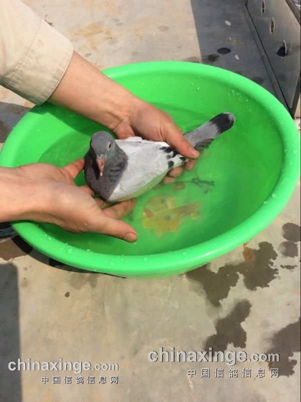 河北中信鸽舍