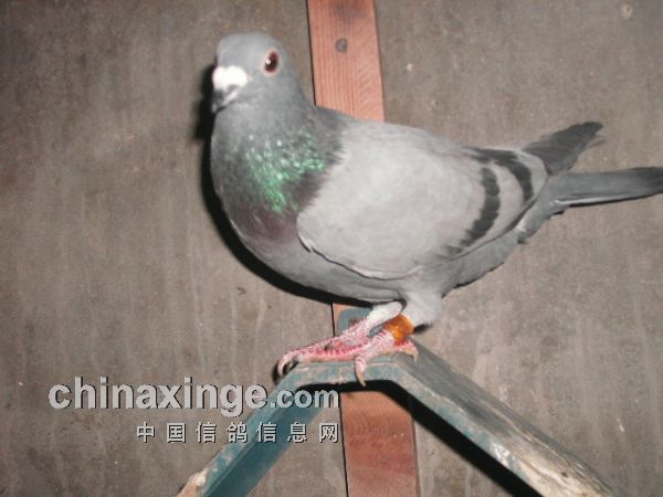 鸽子怎么才算开家成功 20140419080608200_s.jpg