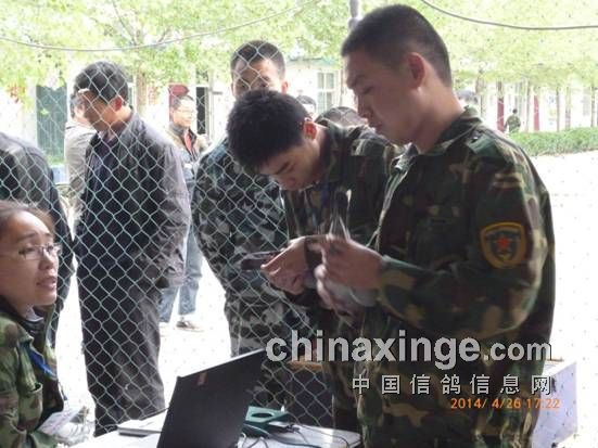 石家庄市裕通赛鸽俱乐部裕通徐州南500公里见鸽归巢高清图片