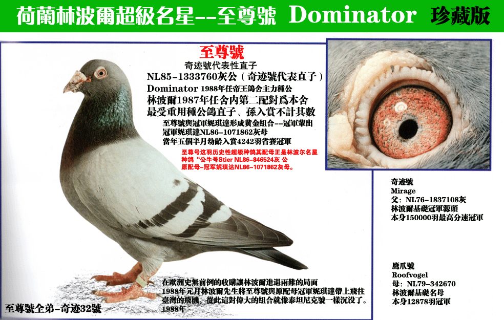 荷兰林波尔培育幼鸽超群-保定元祥鸽舍-中国信鸽信息