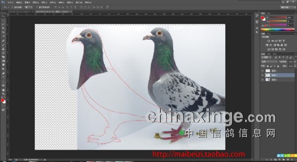 教教大家如何制作信鸽图片