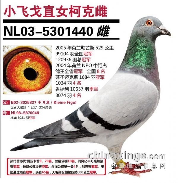荷兰幼鸽之王凯斯·波西瓦