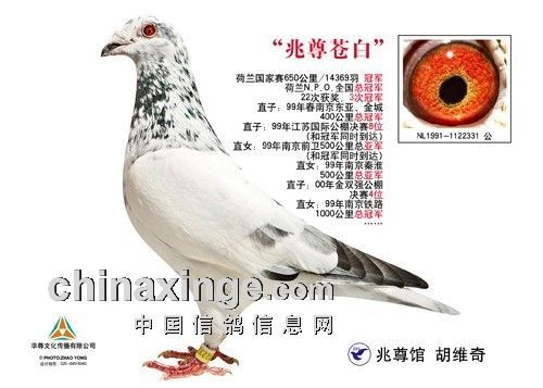 鸽友眼中的中国三大顶级种鸽图