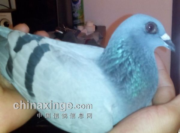 治疗单眼伤风-中国信鸽信息网 www.chinaxinge
