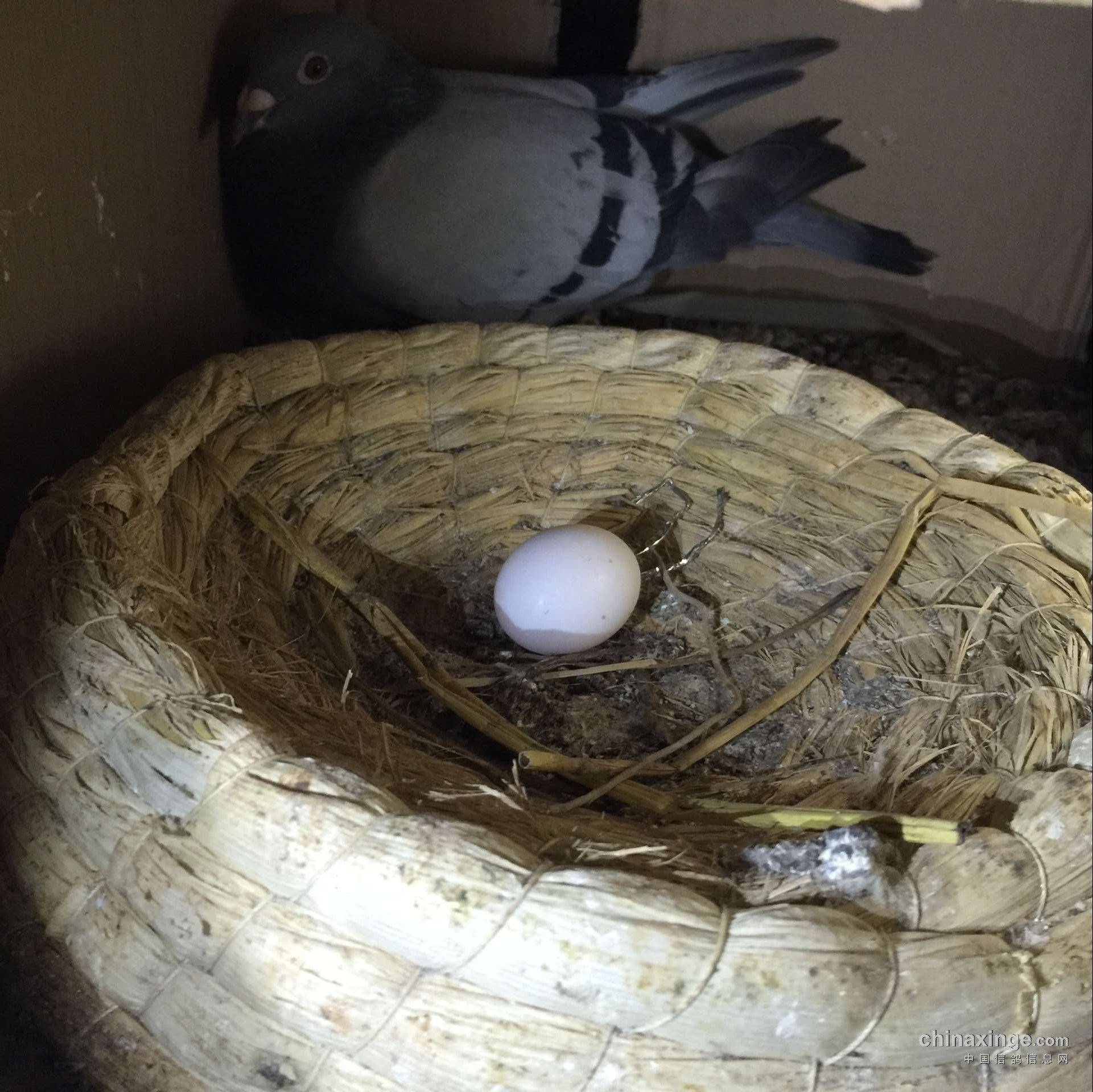 飞来的鸽子下蛋孵崽了 - 花鸟园林 - 鱼薯饭