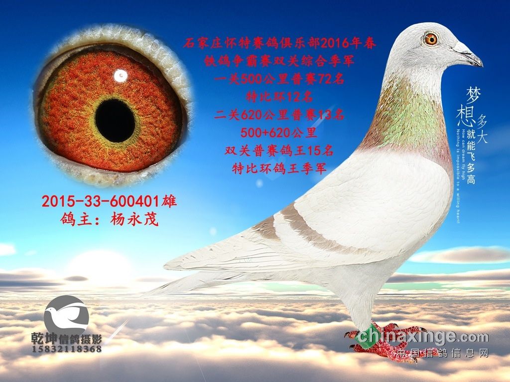 2016年春季怀特赛鸽俱乐部特比环获奖鸽欣赏