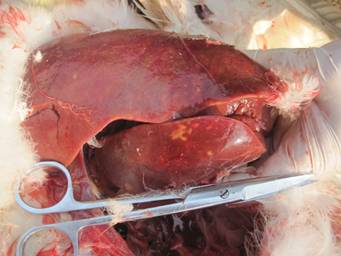 ����������Զ�������