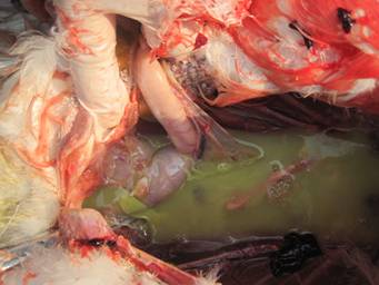 ����������Զ�������