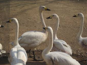 ����������Զ�������