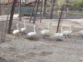 ����������Զ�������