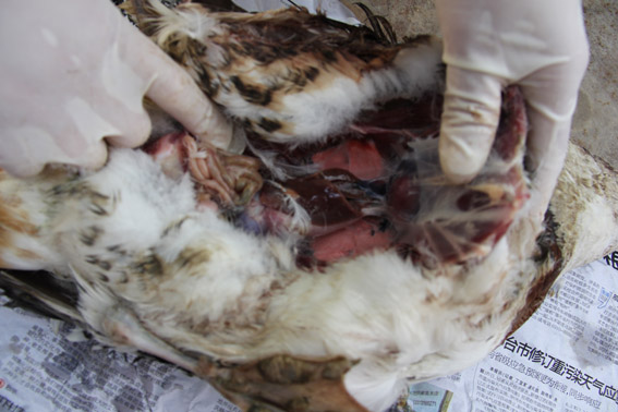 个赛个黏性多肽试验