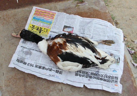 个赛个粘性多肽试验