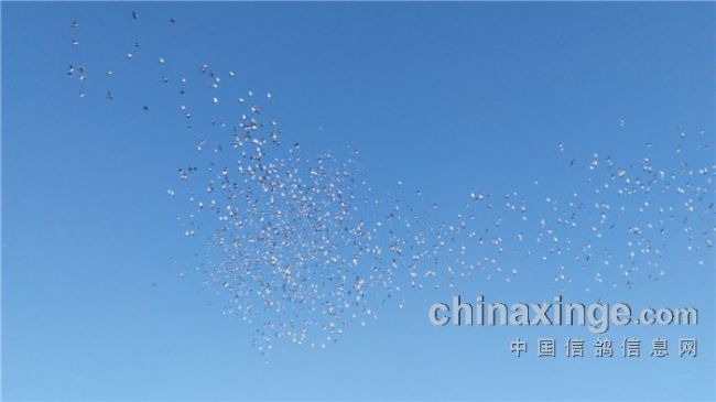 敢为人先勇担当公开直播春训忙 陕西飞虹赛鸽公棚开春连训系列报道及今天强制家飞图片欣赏 陕西飞虹公棚第五届春季赛事在省内春棚中首先开训,2月13日蹲笼开始至月底16天进行了七次训放,分别是1公里,1.8公里,5公里,9公里,13公里,19公里,29公里。 2月27日公布了查棚、探视通知,3月3日10时由省信鸽协会组织裁判对公棚参赛鸽逐羽扫描并核对足环号码。3月5日鸽友探视,2月27日至3月2日为预约,报名时间。该棚每羽收费2400+200元,2月底查棚清单公布至第一关上笼两日前交清同一名下参赛