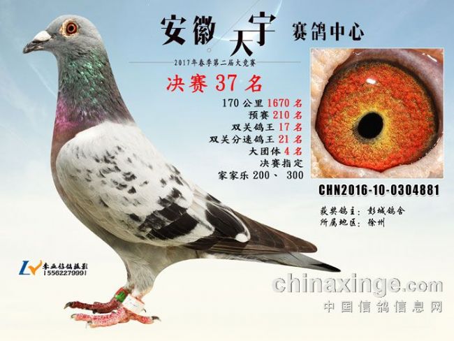 天宇获奖鸽欣赏-彭城鸽舍之黑鸽传奇-中国信鸽信息网