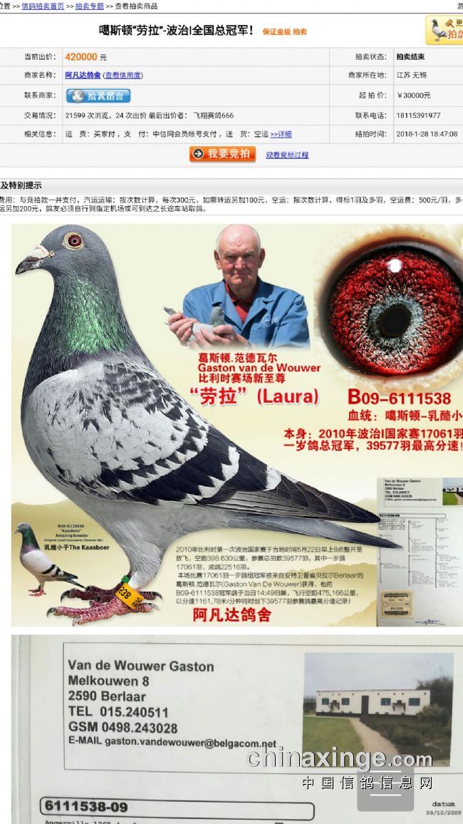 2018年1月28日中国信鸽信息网在线拍鸽一羽奶酪血统的