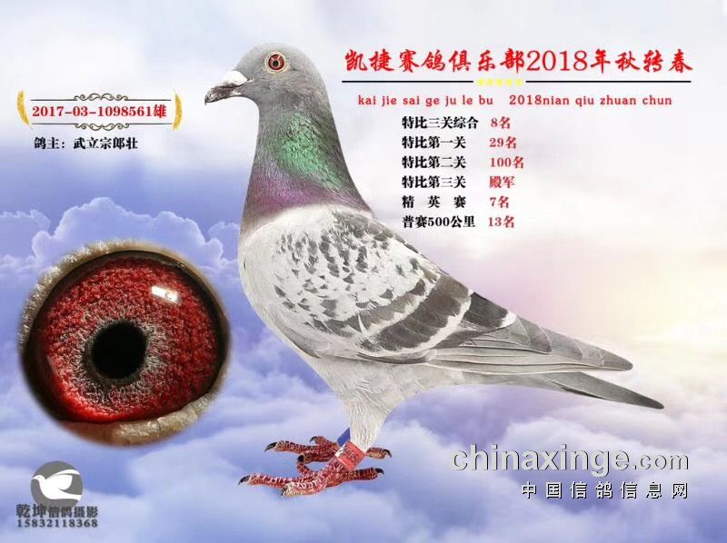 2018年秋转春凯捷赛鸽俱乐部特比环获奖鸽图片欣赏