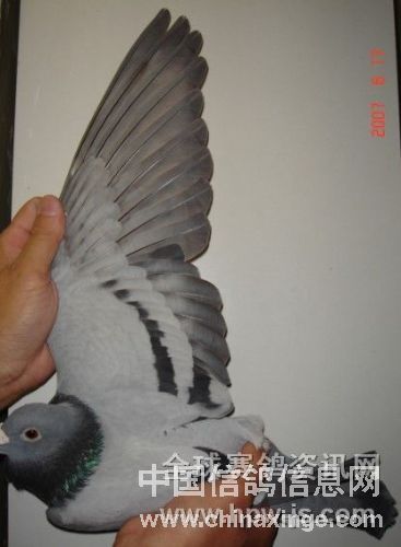 冠军鸽的翅膀(5)-飓风摄影室-中国信鸽信息网
