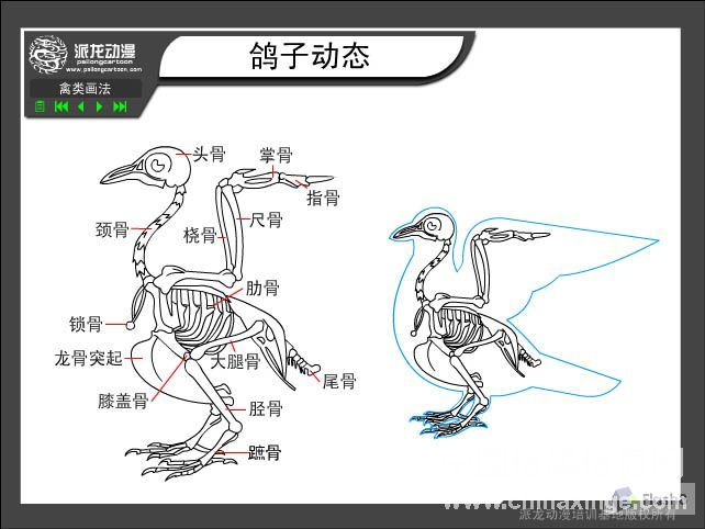 骨格图