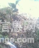 �������ڷ�