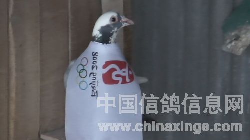 身披五环旗我为北京奥运自豪喝彩