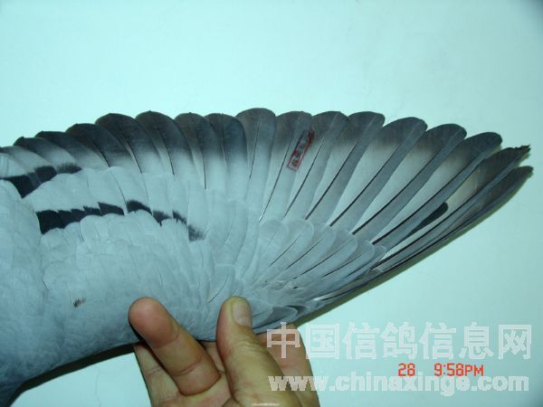 冠军鸽翅膀-飓风摄影室-中国信鸽信息网 www