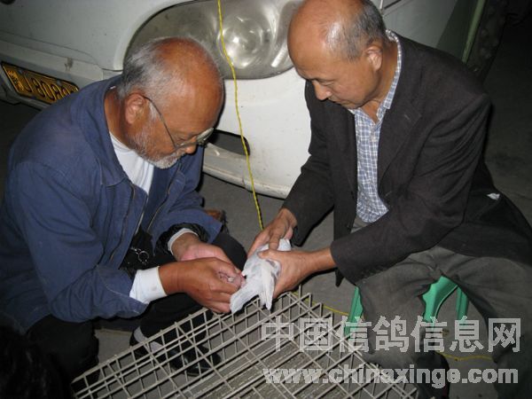 验鸽入笼
