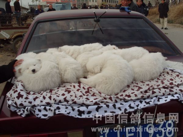 辽宁阜新市鸽市