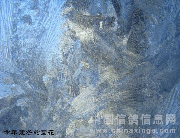 今年冬天窗户上的的冰花