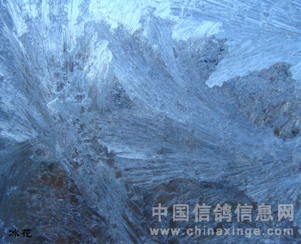今冬窗户上的冰花