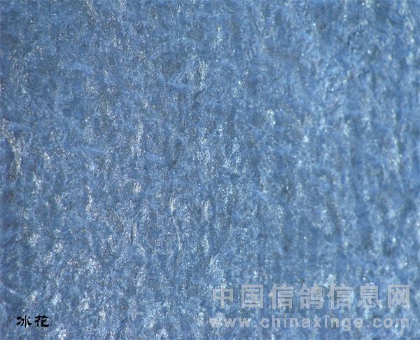 今冬窗户上的冰花