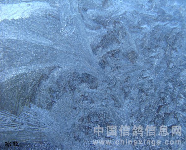 今冬窗户上的冰花