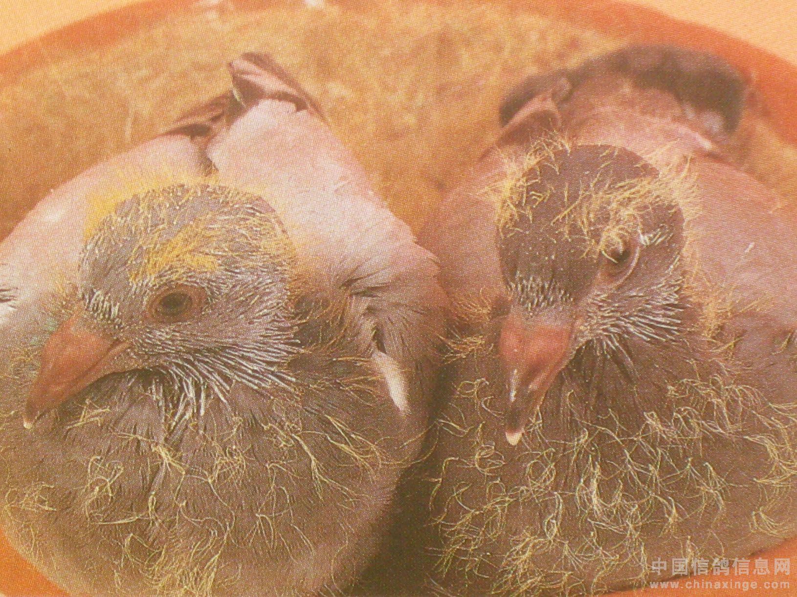 在巢穴里出生的白粉红嘴鸟 库存图片. 图片 包括有 野生生物, 婴孩, 结构树, 绿色, 澳洲, 敌意 - 206554387