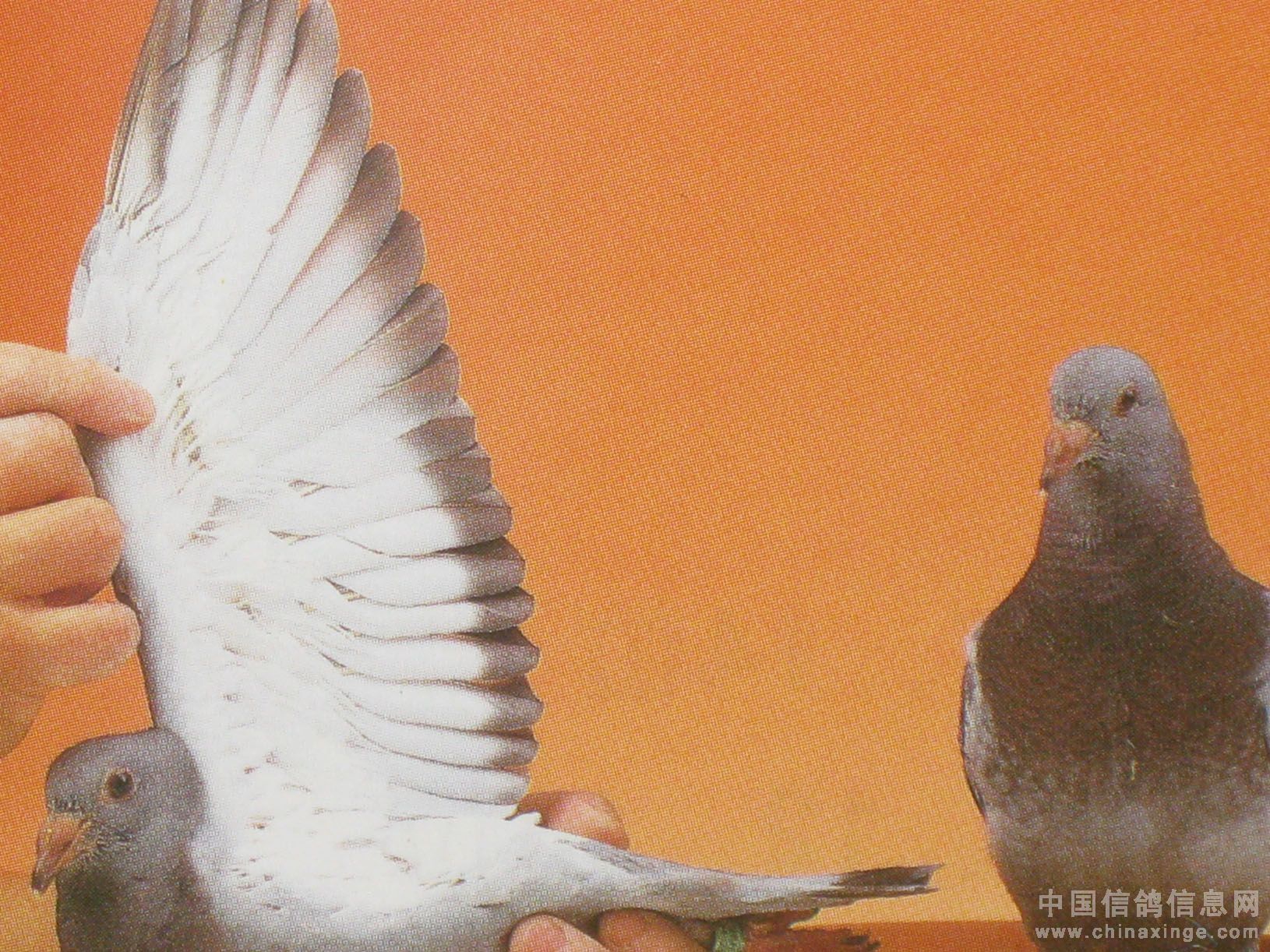 幼鸽成长图（2）-中国信鸽信息网 www.chinaxinge.com