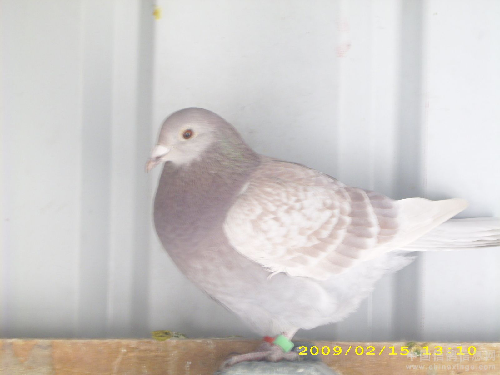 20090221123608723.jpg