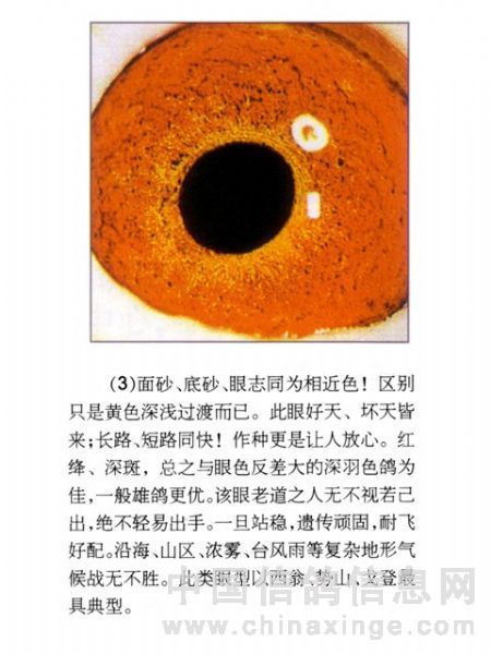 黄眼(图解)上-建设鸽舍-中国信鸽信息网各地鸽舍