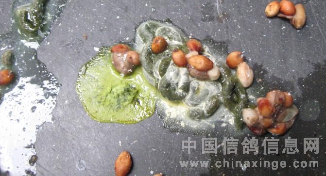 菌污染的食物或水引起发病,病人或病畜,病禽再由粪便排出细菌进行播散