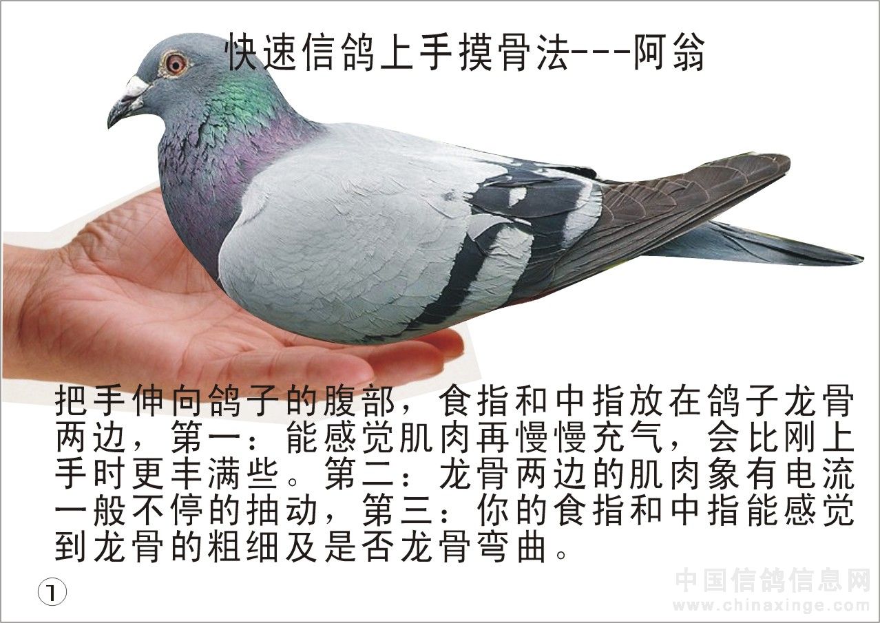 亲鸽教子图--中国信鸽信息网相册