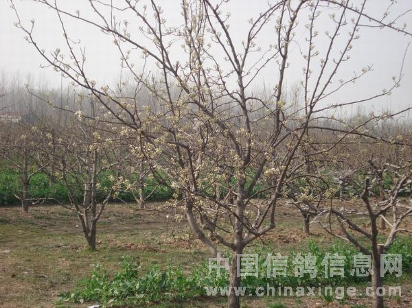 砀山的梨花快盛开了