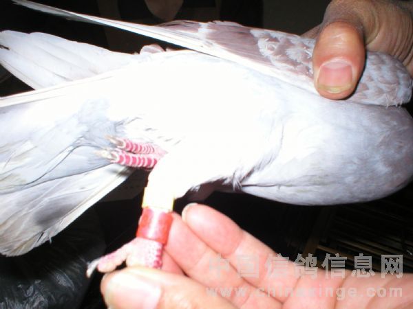 �ҵĺ�ɫ�뿴����д����������