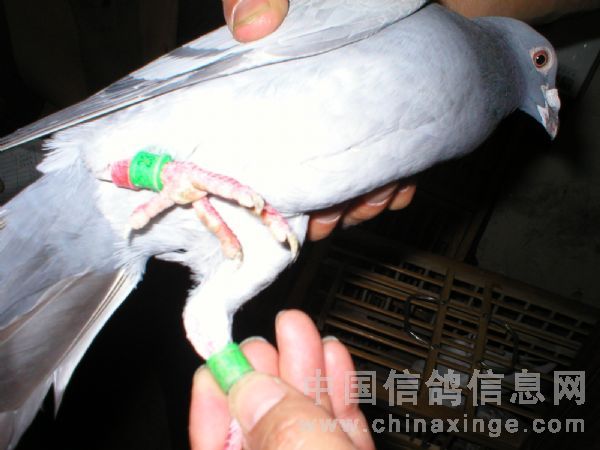 ��ɫ�뿴����д����������