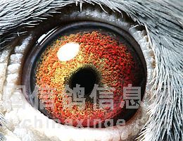 �ۺϵ�һ����