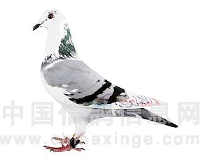 �ۺϵڶ���